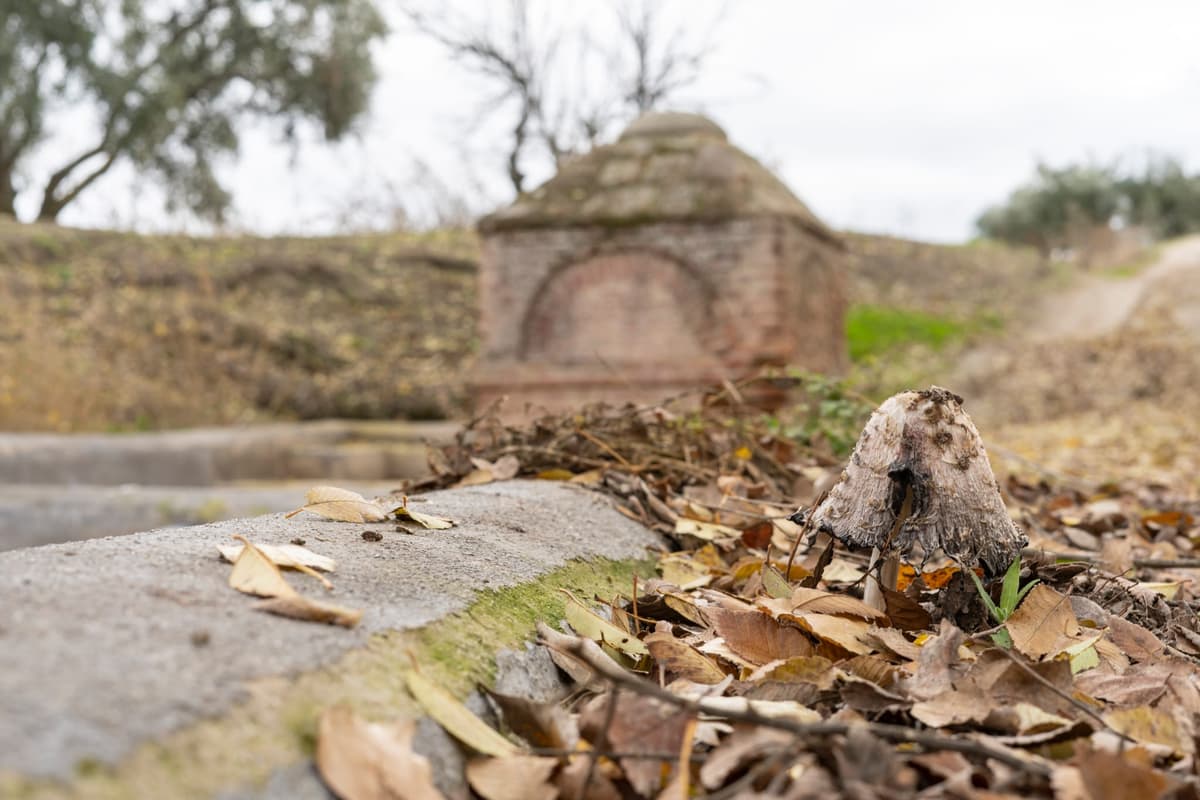 Paraje de la Fuente el Albañal - Imagen 3